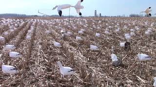 Snow Goose Conservation Hunts The Future of Hunting [upl. by Assirem]