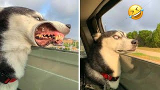 Normal dogs vs Huskies🤣 FUNNIEST Huskies  10 Minutes Best Videos  Part 3 [upl. by Garber]