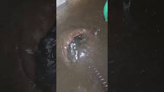 busting a clog to drain a basement full of water cloggeddrain sewer pipe house flood [upl. by Lilly]