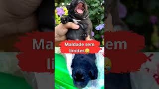 Maldade paga com bondade pets ajudeosanimais shorts [upl. by Dahs601]