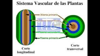 1 Tratamiento de las Enfermedades de la madera Funcionamiento del Sistema Vascular de las Plantas [upl. by Coopersmith]