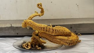 Making the Pharaohs Serpent [upl. by Wei]