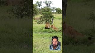 Elephant attack lion 😨 lion safari wildlife animals elephant wildlife babyanimal kruger [upl. by Antonin]