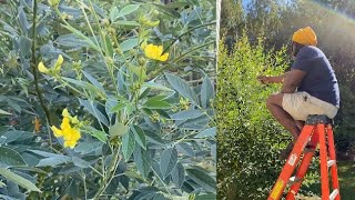 Pigeon peas flowering process Growing cajanus peas in zone 7 [upl. by Airdnaid372]