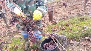 Une vingtaine de vendangeurs dans les vignes à Pfaffenheim [upl. by Seni]