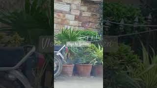 Grow Green PECHS Karachi vlogsbysjabeen6603 sjabeen vlogsbysjabeen growgreen plants tree [upl. by Yrrej]