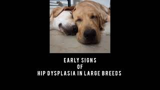 Early signs of Dog hip dysplasia  Labrador Siblings [upl. by Aydin]