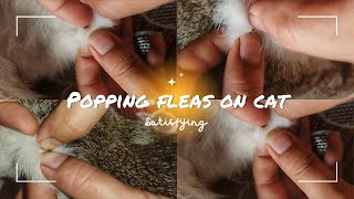 Effective Flea Popping Keeping Your Cat PestFree  Part II [upl. by Enelie285]