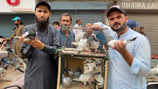 Shahid Bhai ki phir say market may Wapsi ❤️ karachi biggest kabotar market Saddar impress market … [upl. by Zoller]