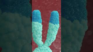 Epitalon Debunking Telomere Extension Claims [upl. by Nosyla]