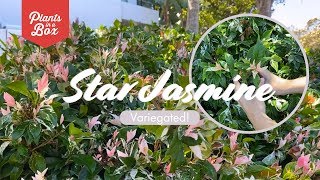 How does Variegated Star Jasmine grow Does she have flowers and is she scented [upl. by Akemed937]