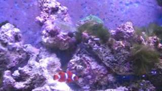 Clownfish amp Lawnmower Blenny [upl. by Werdna]