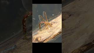 Dragon fly laying eggs in slow motion [upl. by Gardiner260]