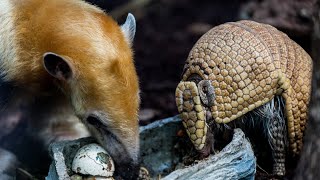 Tamandua amp Gürteltier in der Wilhelma Stuttgart [upl. by Ahsienahs]