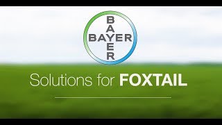 Solutions for Foxtail  Manage toughtocontrol weeds [upl. by Navert]