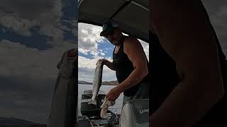 Berryessa delivers lakeberryessa troutfishing trout fishing trolling california lakefishing [upl. by Zeph]