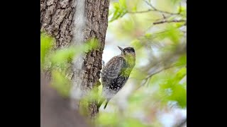 Yellow bellied sapsucker [upl. by Leggat]