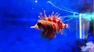 Dendrochirus Brachypterus  Fuzzy Dwarf Lionfish eating Guppy Fish [upl. by Enaoj]