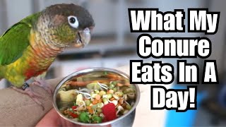 WHAT MY CONURE EATS IN A DAY  Parrot Food  BirdNerdSophie [upl. by Botti]