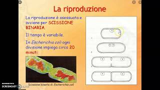 BATTERI  COME SI RIPRODUCONO E PERCHè FORMANO LE SPORE [upl. by Eon]