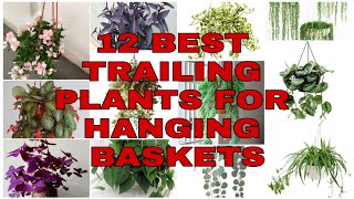 12 BEST TRAILING PLANTS FOR HANGING BASKETS [upl. by Adnolohs]