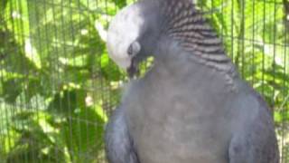 White Crowned Pigeon Release [upl. by Nelleyram]