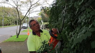 OVERGROWN Hedge Weed INFESTATION REMOVED [upl. by Aleusnoc]