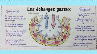 eSVT La respiration cellulaire et ses échanges [upl. by Anyar]