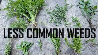 Identifying Less Common Weeds  Weed Identification [upl. by Lona]