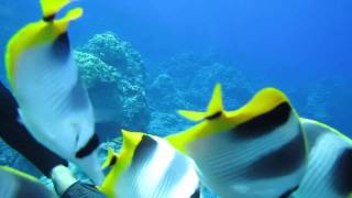 Rota Island scuba dive tour [upl. by Enehpets932]