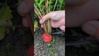 Cut Off The Top Of Radish Plants To Grow Bigger And Juicier Fruits farming gardening [upl. by Wolsky]