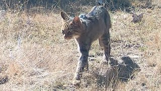 Gato montés Felis silvestris recorre su territorio a media mañana 2930 [upl. by Oicafinob]