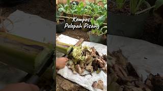 KOMPOS PELEPAH PISANG kidulomahfarm [upl. by Newob]