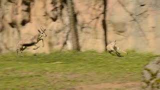 Tiny gazelle leads highspeed chase at zoo [upl. by Ikcaj719]