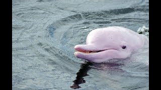 The Ganges River Dolphin ›🌊 AquaBYtes [upl. by Eserahs]