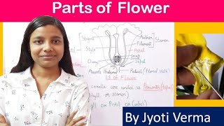 Parts of Flower in hindi  By Jyoti Verma [upl. by Googins]