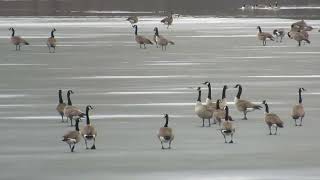 Canada geese and Mute swans Hespeler Mill Pond  clip 5961 [upl. by Silloh631]