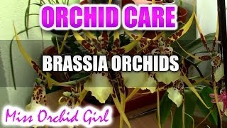 How to care for Brassia Orchids  watering fertilising reblooming [upl. by Mcleod]