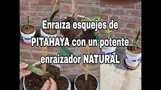 Enraíza esquejes de PITAHAYA con un potente enraizador NATURAL [upl. by Eicats678]