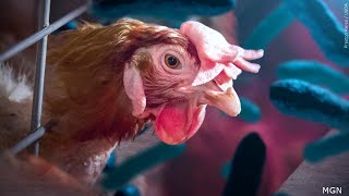 Bird Flu Confirmed in Two Minnesota Poultry Flocks [upl. by Janaye362]