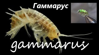 Gammarus Гаммарус для зимней рыбалки [upl. by Owens]