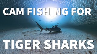 FISHING FOR TIGER SHARKS W A 360 CAMERA ShaneOgoeS to the OKALOOSA ISLAND PIER [upl. by Negam]