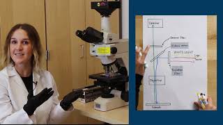 Fluorescence Microscopy [upl. by Donelle]