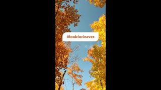 Look For Leaves [upl. by Esta]