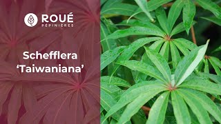 Découvrez le Schefflera TAIWANIANA [upl. by Callas]