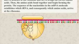 Protein Synthesis Animation [upl. by Michaelina]