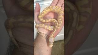 This baby ball python looking fire 🔥 this morning Like and subscribe for cool ball pythons [upl. by Ydassac]