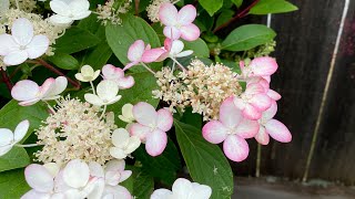 “Little Quick Fire” Panicle Hydrangea Bloom On Old amp New Woods 4K July 6 2024 [upl. by Urion]