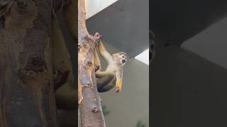 Squirrel monkey [upl. by Lodnar]