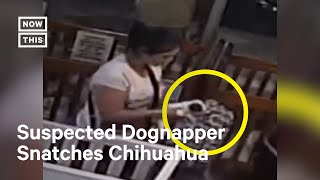 7000 Chihuahua Stolen From Florida Pet Store [upl. by Ardnasxela]